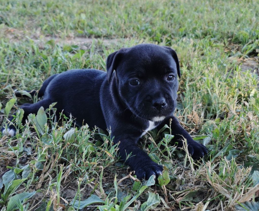 Blueline Bull's - Chiots disponibles - Staffordshire Bull Terrier