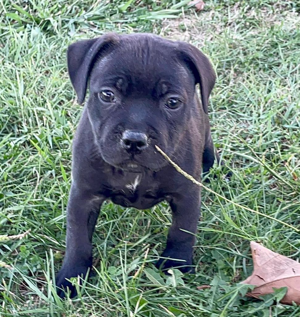 Blueline Bull's - Chiots disponibles - Staffordshire Bull Terrier