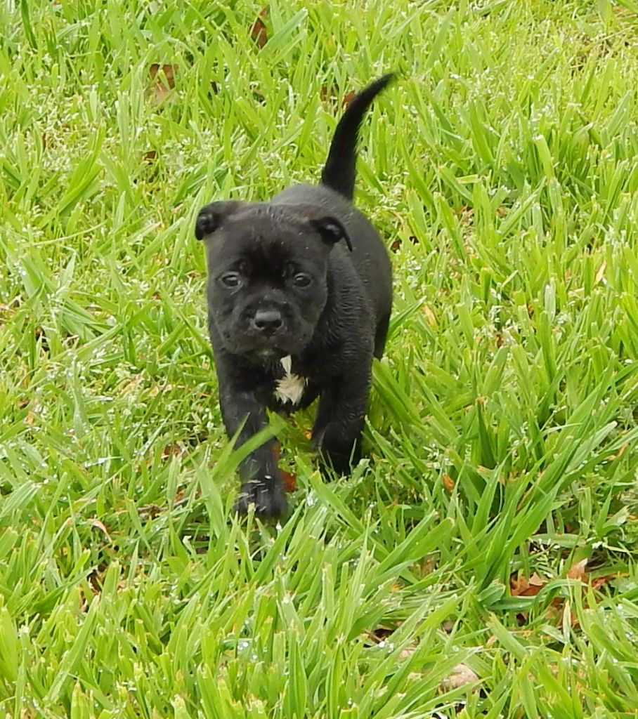 Blueline Bull's - Chiots disponibles - Staffordshire Bull Terrier