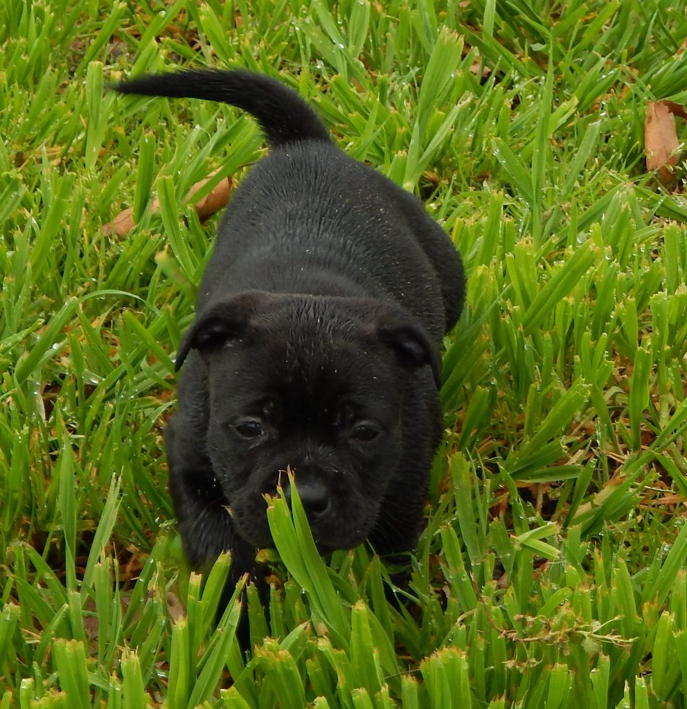 Blueline Bull's - Chiots disponibles - Staffordshire Bull Terrier