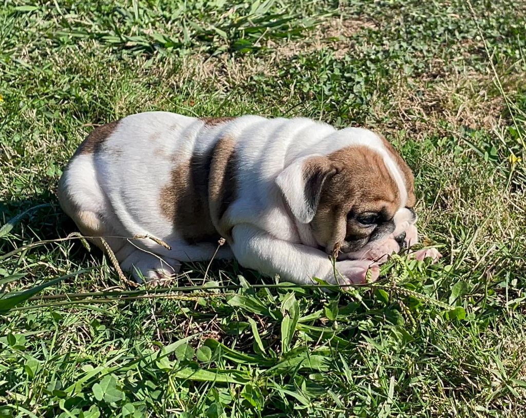 Blueline Bull's - Chiots disponibles - Bulldog Anglais