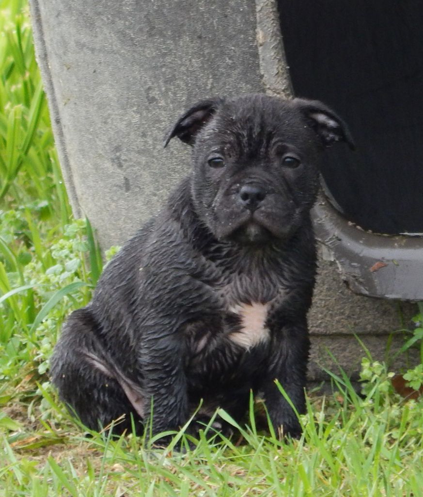 Blueline Bull's - Chiots disponibles - Staffordshire Bull Terrier