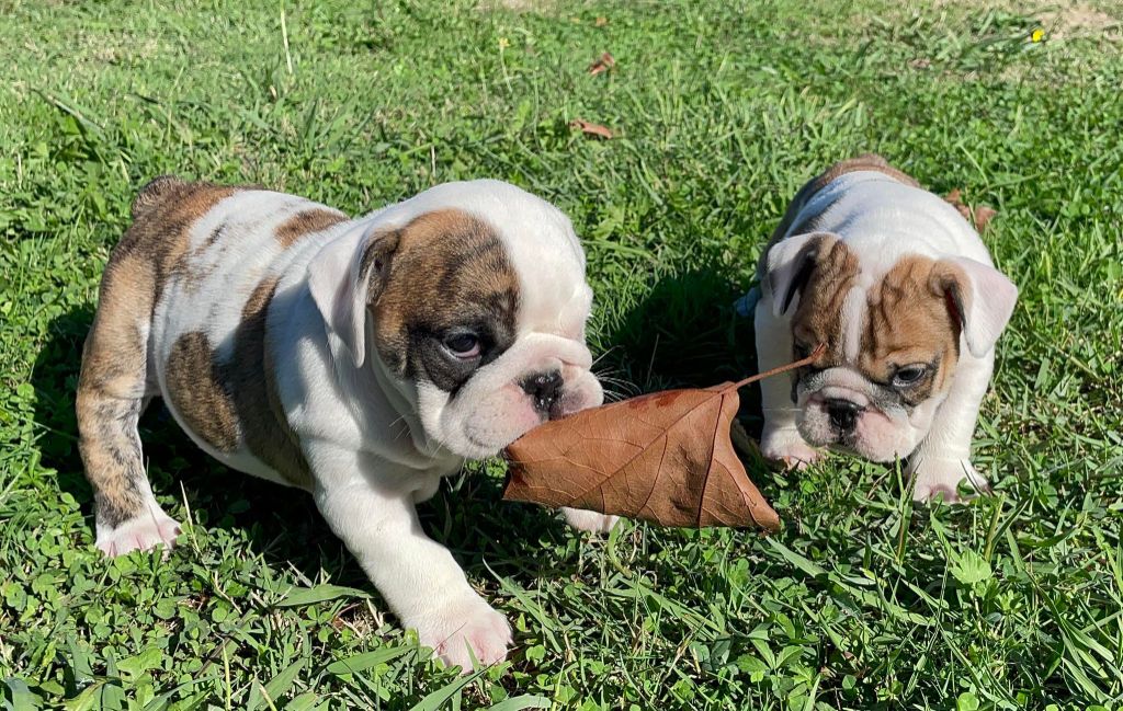 Chiot Bulldog Anglais Blueline Bull's